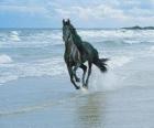 Лошадь, черный скакали на пляже